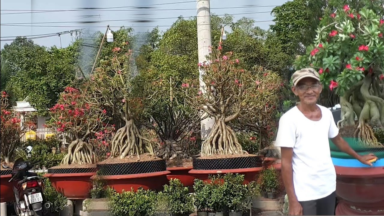 VƯỜN SỨ ANH CHÍN TÀI,NHỮNG CÂY SỨ KHỦNG BÁN TẾT TẠI BÌNH DƯƠNG (0979959916