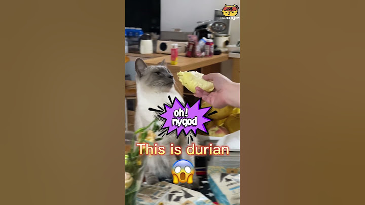 Watch the video about OMG! Siamese cat's reaction to smelling durian 🐱 #funnycat #catsoftiktok #cat #pet