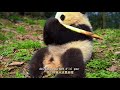 Sichuan, more than pandas.