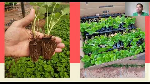 Onde é produzido o morango no Brasil?