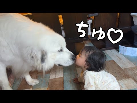 【大好き♡】妹が何度も超大型犬にチュウをして大喜びするのが可愛すぎた｜グレートピレニーズ
