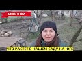 Показываю, что РАСТЕТ в нашем ЮЖНОМ САДУ ☀️Переезд на юг в Краснодарский край☀️