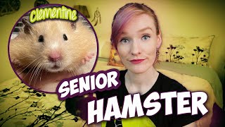 Our Senior Hamster! | Clementine's Intake Story | Munchie's Place