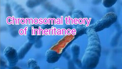 Chromosomal theory of inheritance (part-1)Class-12 Botany(in Tamil)