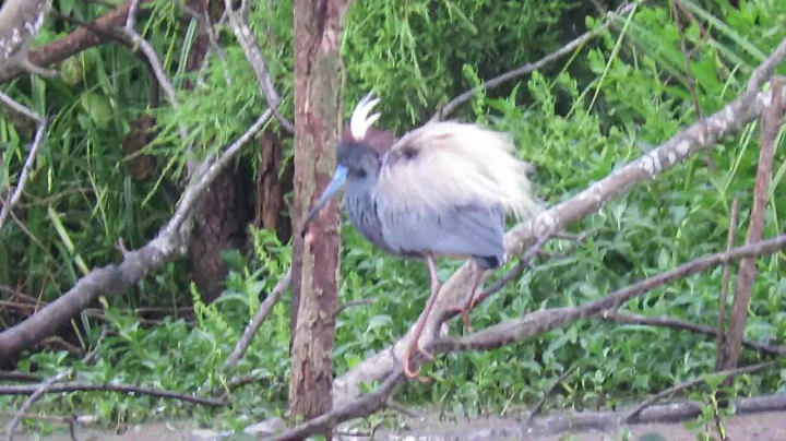 Tricolored Herons Fly & Show Off at Starr Pond 2019! Pinckney Island National Wildlife Refuge