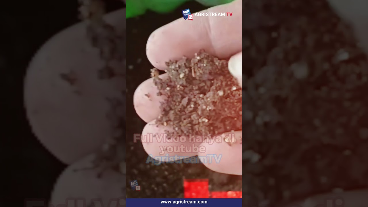 Saksikan AgreeNewsAi full On Youtube Channel AgristreamTV 