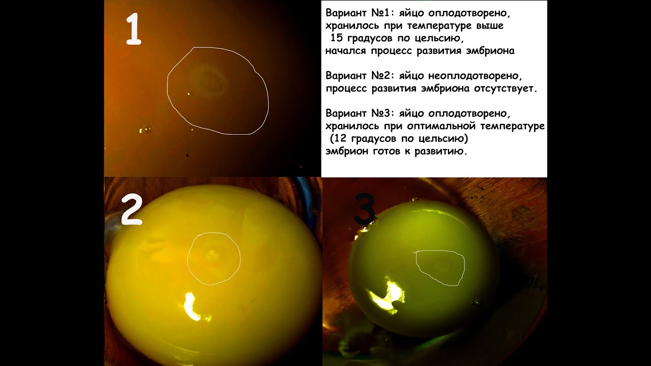 яйцо неоплод овоскопирование. бластодиск оплодотворенного яйца. можно ли оплодотворить яйцо. можно ли оплодотворить яйцо. можно ли оплодотворить яйцо.