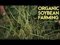 Organic Soybean Farming: Reviving the Soybean Industry in the Philippines