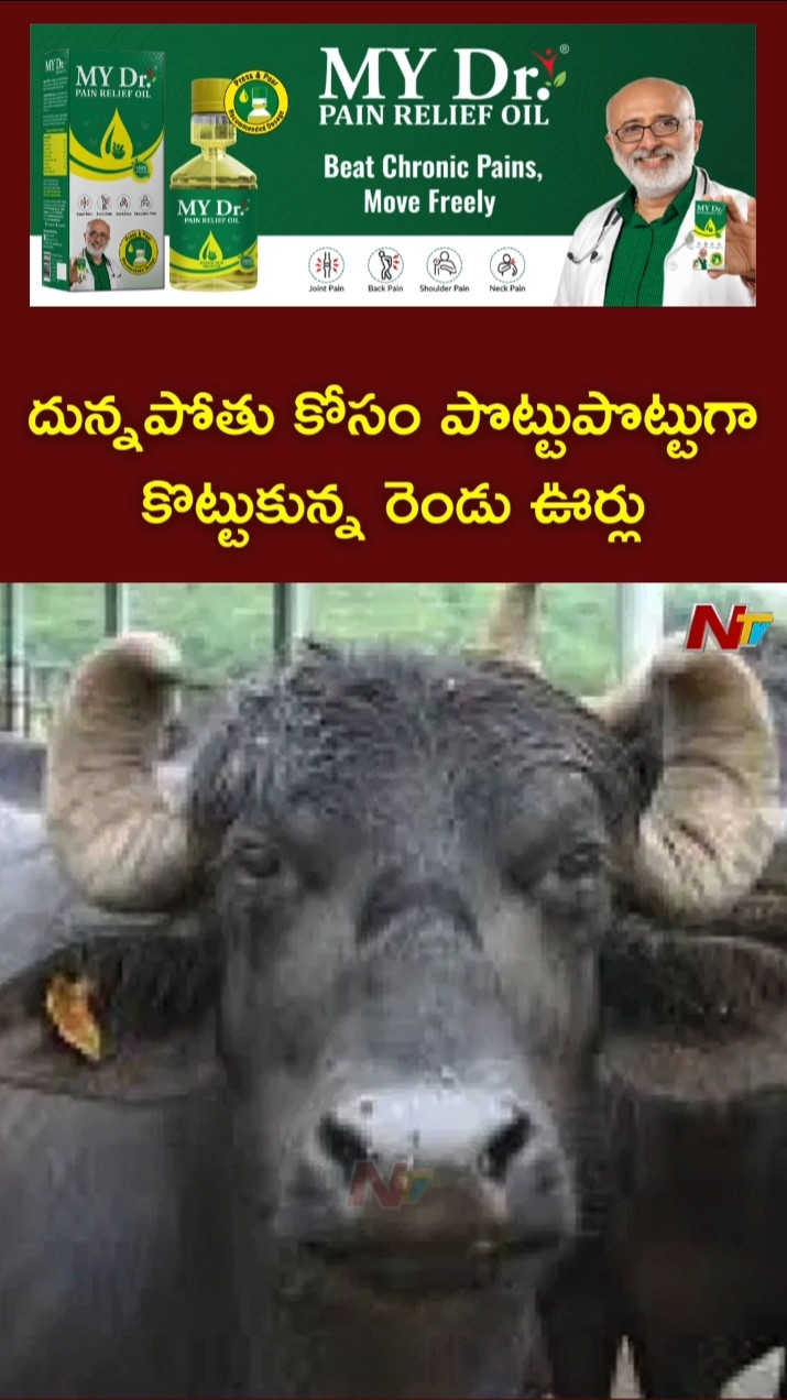 దున్నపోతు కోసం రెండు గ్రామాల మధ్య వివాదం- పోలీస్ స్టేషన్​కు చేరిన పంచాయతీ! | Ntv