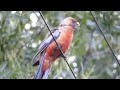 Australian Birds Birding Nangawooka Flora Reserve