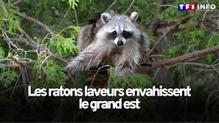 Les ratons laveurs envahissent le grand est