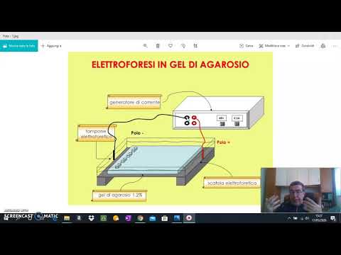 Video: Differenza Tra Elettroforesi Su Gel E Pagina SDS