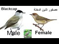 صوت عصفور التين الدخلة جديد Song Call Blackcap صوت عصفور التين الدخلة جديد Song Call Blackcap