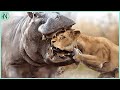 Lion Messed with the Wrong Hippo..It Pays It’s Life