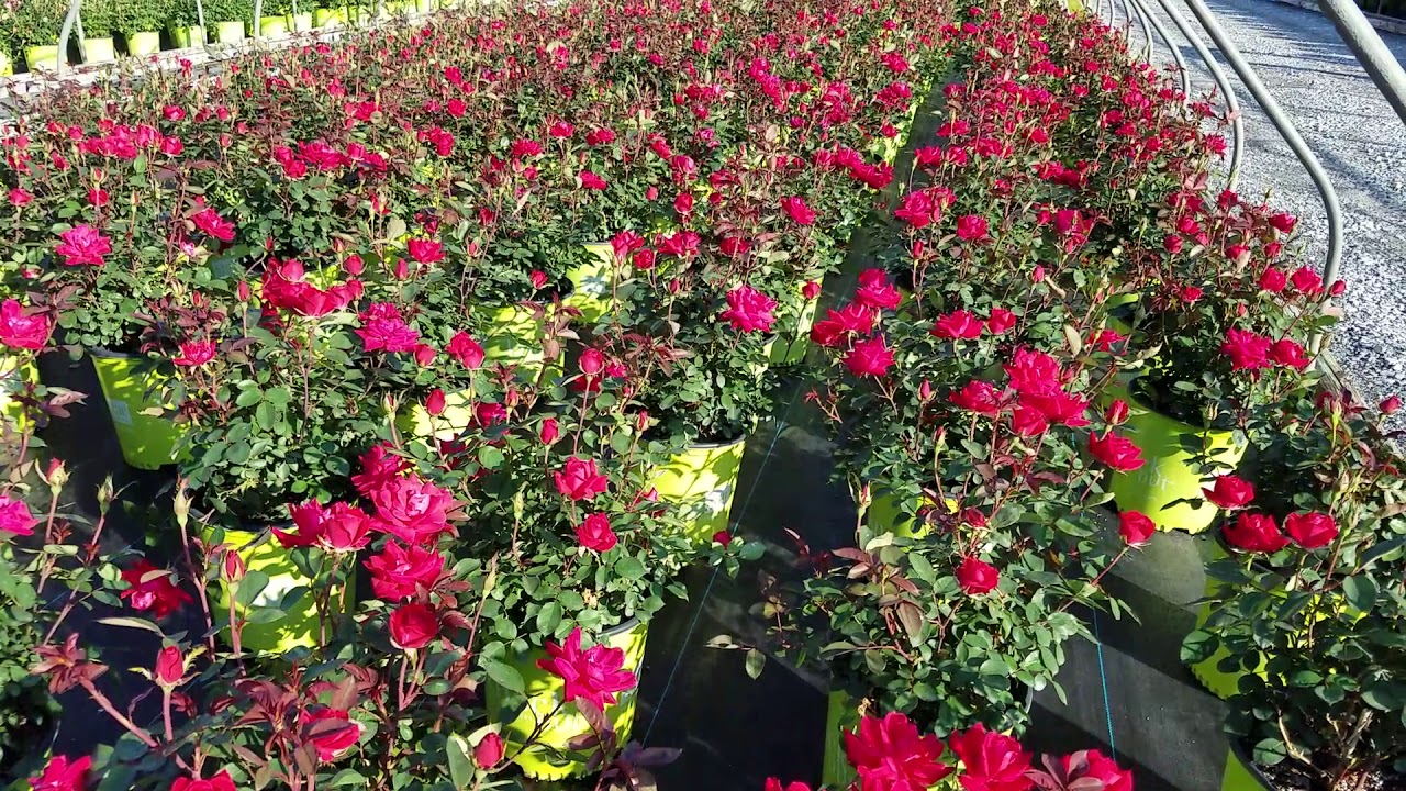 Rosa Double Knock Out®