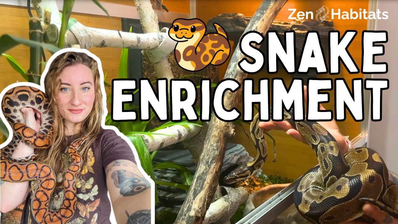 Thumbnail for How To Keep Snakes Active And Alert