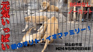 The OritoIo family is full of energy from the morning! [Asahiyama Zoo Lions]