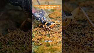 This Beetle Shoots Boiling Acid Like a Machine Gun 💥