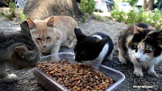 Cats and kitten quarrelling over food