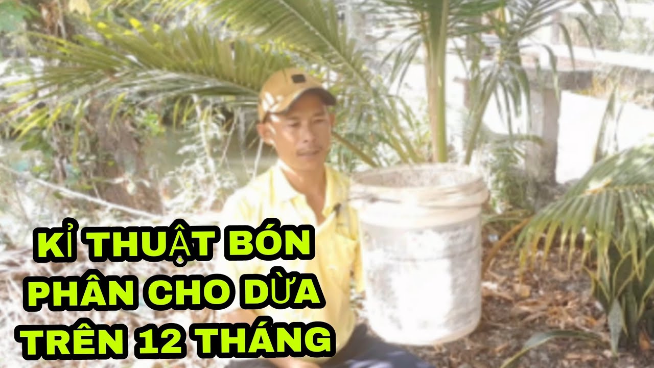 kỉ thuật chăm sốc tưới phân cho dừa trên năm tuổi