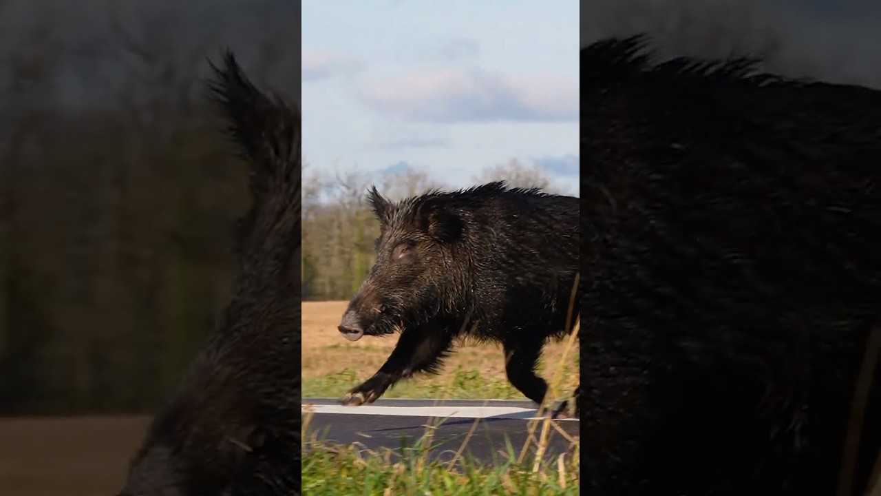 L'INCROYABLE SANGLIER DE NOTRE SAISON 2025 / ONE OF THE BEST BOARS OF THE SEASON 