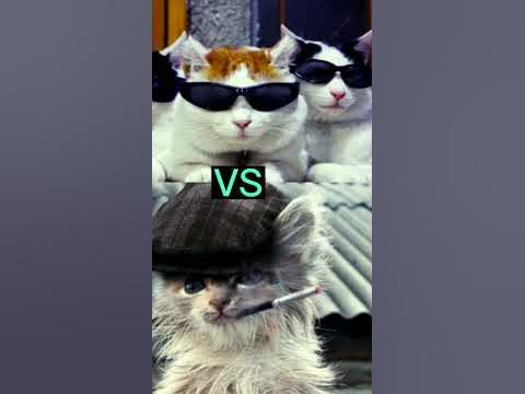 (Банда-котов VS всех!) - YouTube