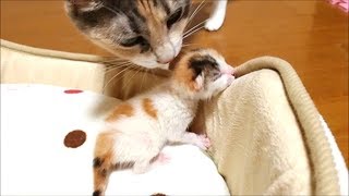 猫　赤ちゃん