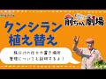 【株分け】クンシランの植え替え方【管理方法】