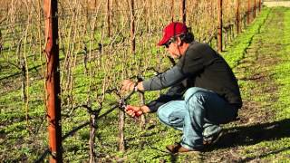 Cane Pruning