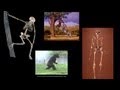 CARTA: Bipedalism and Human Origins-Comparative Anatomy from Australopithecus to Gorillas