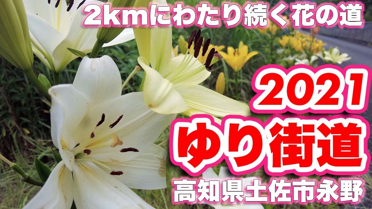 A 2km stretch of beautiful lilies: peak bloom might be around June