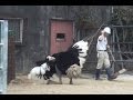 求愛ダンスを見てほしいダチョウさん♪～with飼育員さん＆キリンさん　宮崎フェニックス自然動物園　Miyazaki City Phoenix Zoo