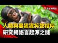 科學新發現！類人猿與人笑聲節奏相似  揭開語言演化之謎｜#寰宇新聞 @globalnewstw