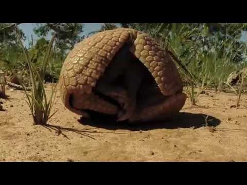 Time lapse: Tatu-bola