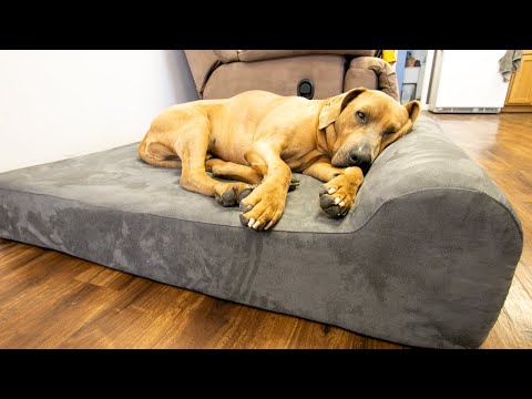 The Big Barker Dog Bed