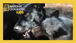 unlikely animal friends full episode fox hound atnatgeokids