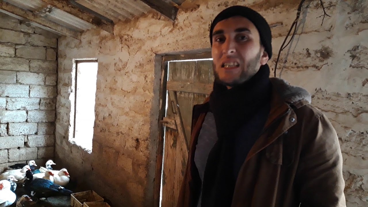 Qusculuq qaz ördey haqqında reportaj