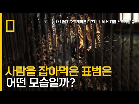 사람을 잡아먹은 식인 표범은 어떤 모습일까?