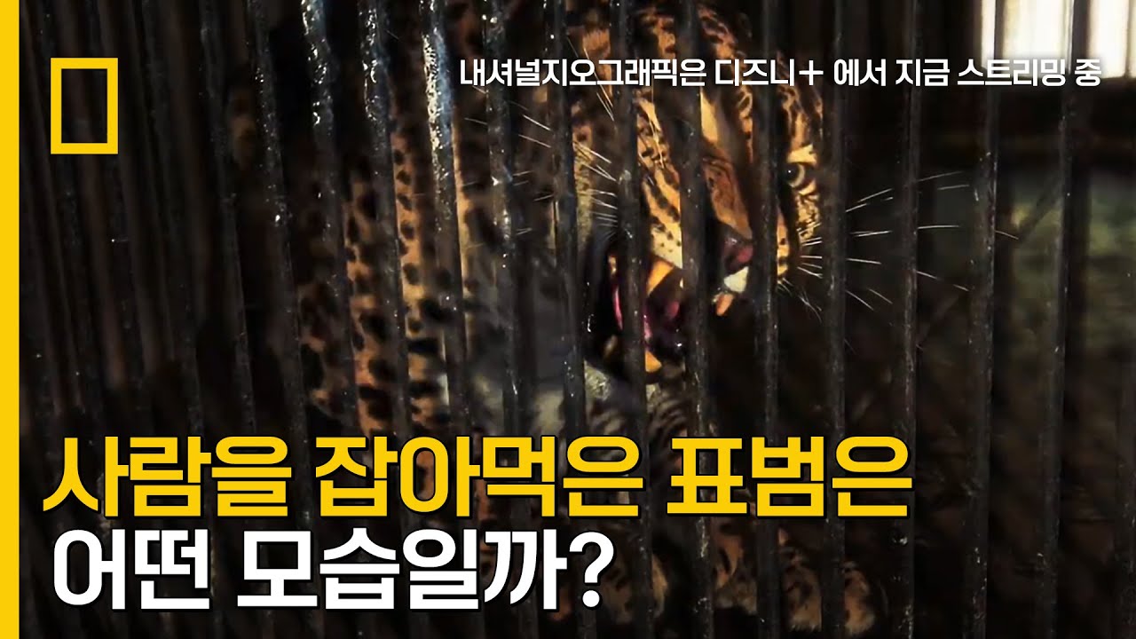 ⁣사람을 잡아먹은 식인 표범은 어떤 모습일까?