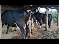curral de vacas leiteiras itaiba PE 28/12/2021