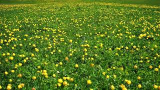Free Background Video || Free Download || Globe Flower In Field screenshot 5