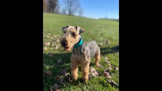 Hope  Adult Welsh Terrier