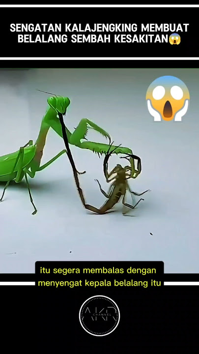 THE STING OF A LEGENDARY GARDEN MAKES THE GRASSBEAR WORSHIP PAIN⁉️😱#shorts