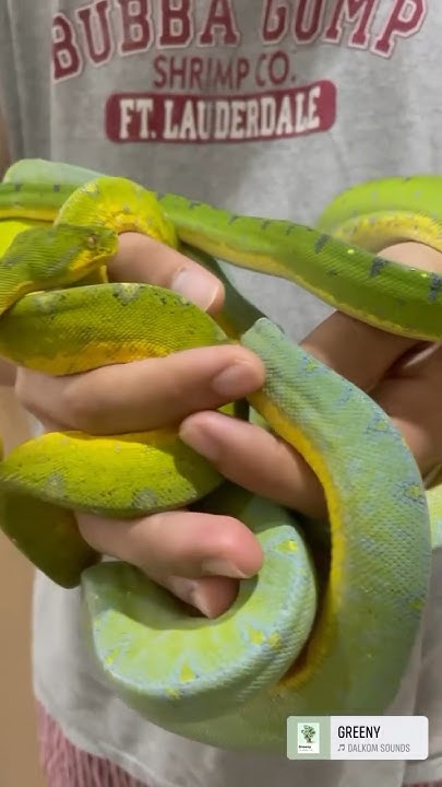 Green tree pythons are very kind, friendly, and lovely! #manokwari # ...
