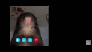 Rat calling hamster