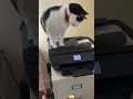 Funny Animal Compilation #foryou #shorts
