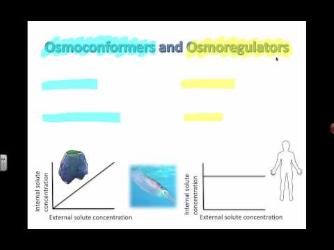 Osmoconformers and Osmoregulators (IB Biology)
