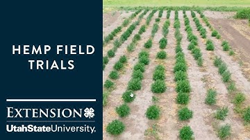 How Does Hemp Establish Under Pivot Irrigation?