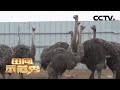 《田间示范秀》非洲鸵鸟浑身是宝 专家传授养殖技巧 20200720 | CCTV农业