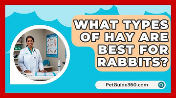 What Types of Hay Are Best for Rabbits? - PetGuide360.com